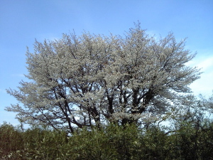 おろち桜